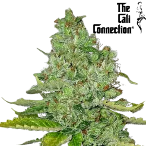 San-Fernando-Valley-OG