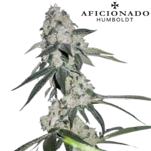 Sour-Diesel-Wing-Wang-Cut