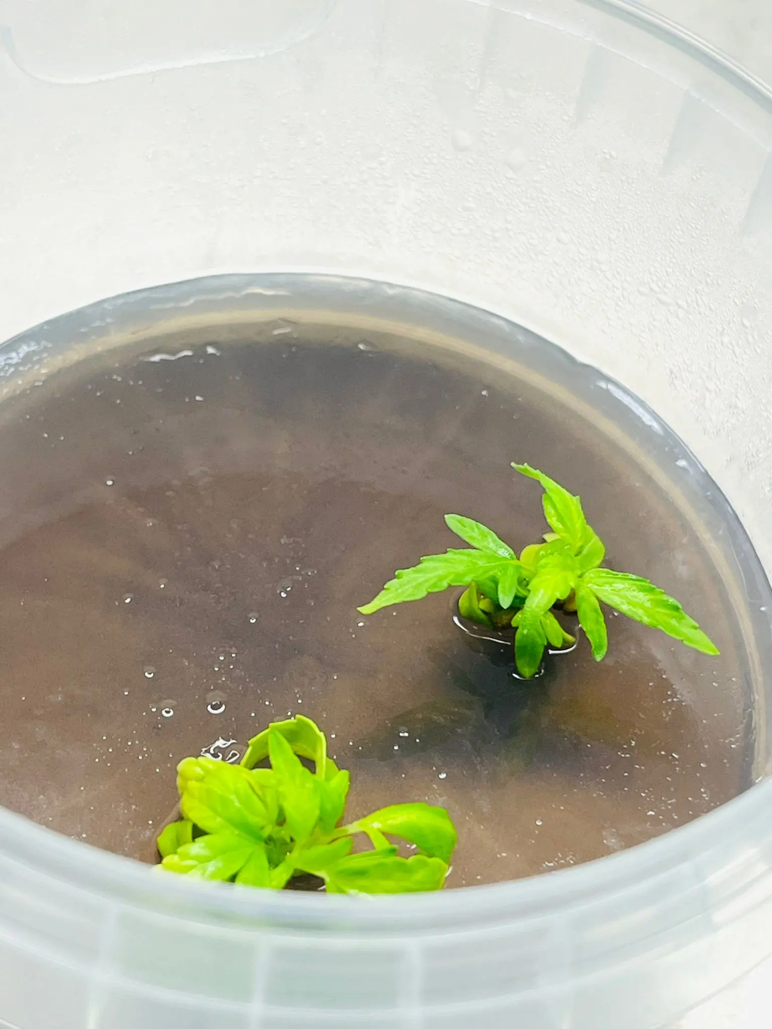 WhatsApp Image 2026-03-04 at 17.04.39 (6)1773349377