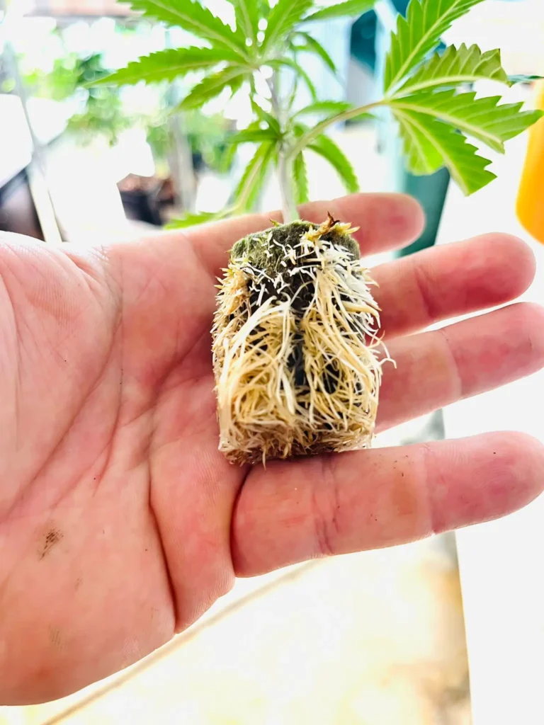 WhatsApp Image 2026-03-04 at 17.04.40 (2)1773349378