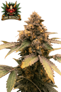 Bop Gun, Oni Seed Co, tissue culture steckling