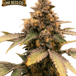 Bop Gun, Oni Seed Co, tissue culture steckling
