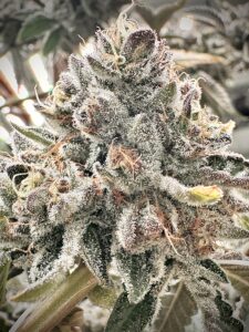 Tourbillion, Aficionado Seeds