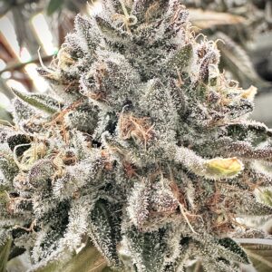 Tourbillion, Aficionado Seeds