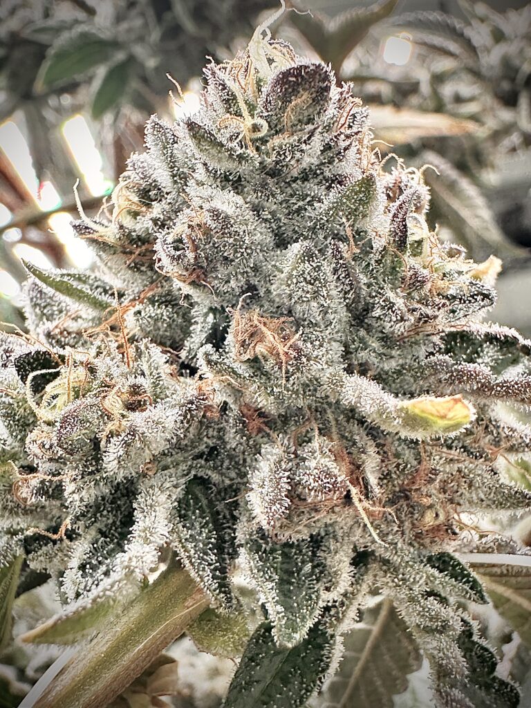 Tourbillion, Aficionado Seeds