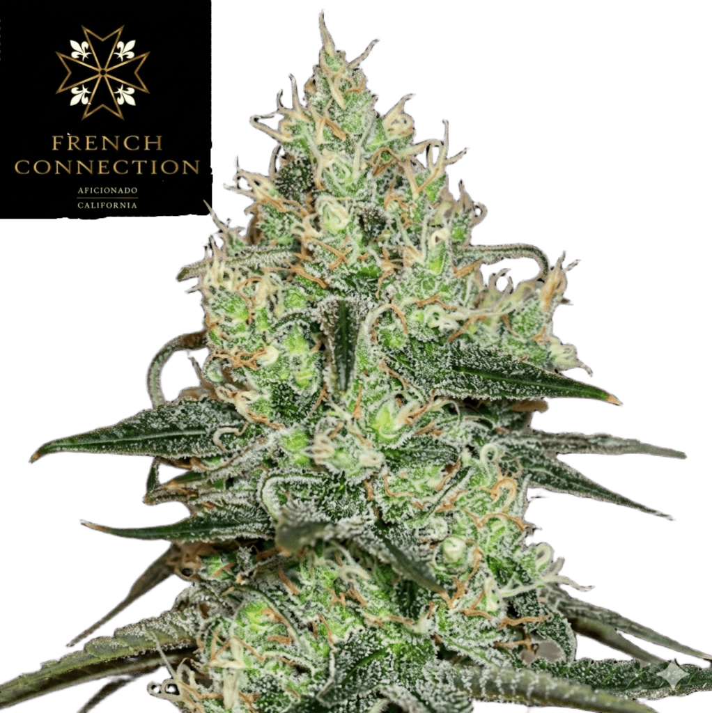 Tentazione, Aficionado French Connection