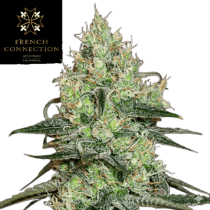 Tentazione, Aficionado French Connection