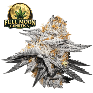 High Fructose Corn Syrup, Full Moon Genetics, Steckling, Hanfsteckling
