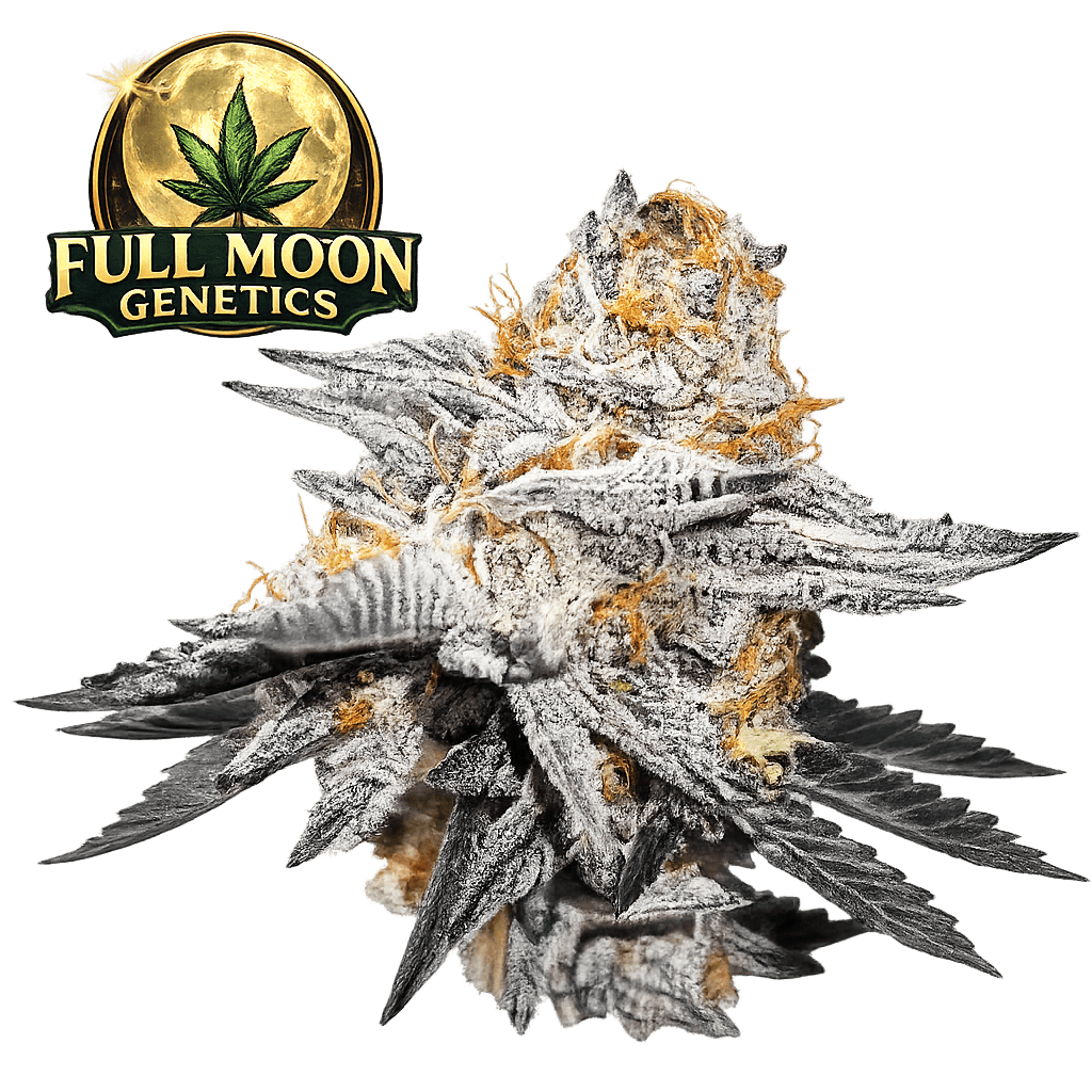 High Fructose Corn Syrup, Full Moon Genetics, Steckling, Hanfsteckling