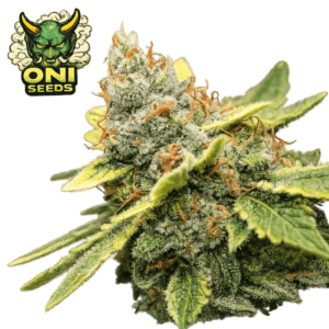 Papaya Cake Steckling, Papaya Cake Clone, ONI Seeds Genetik, Cannabis Steckling