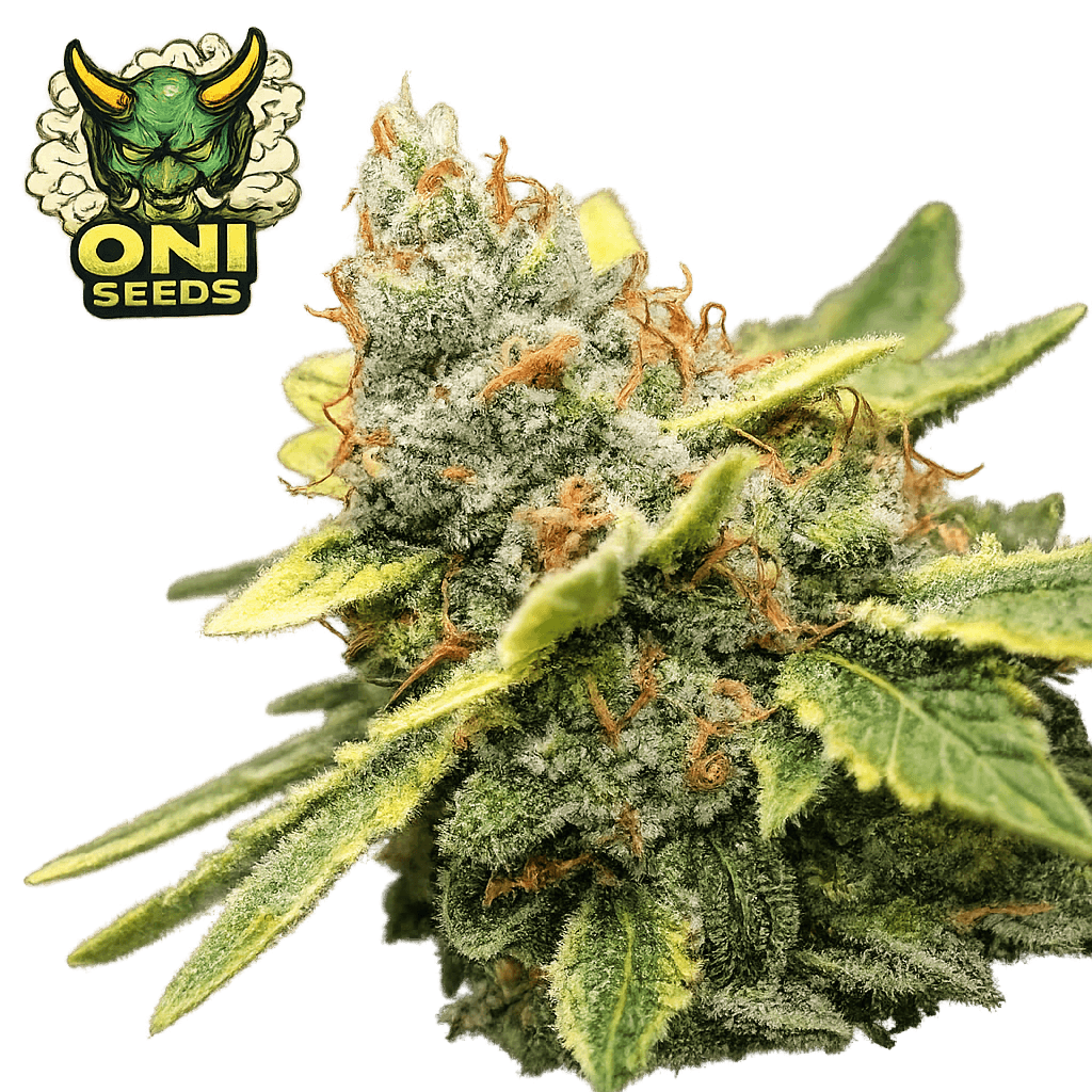 Papaya Cake Steckling, Papaya Cake Clone, ONI Seeds Genetik, Cannabis Steckling